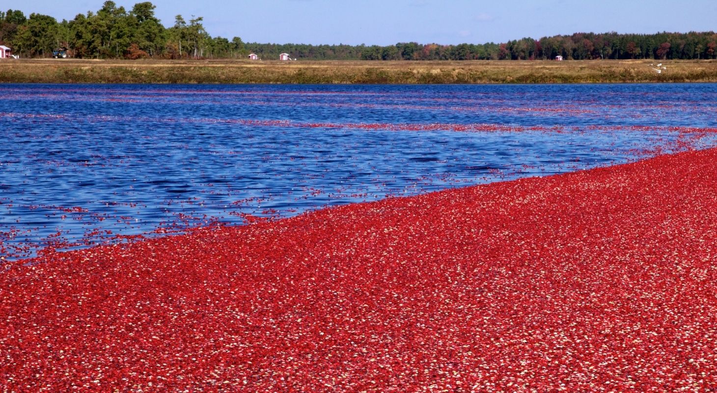 a cranberry bog with blue water and trees in the background