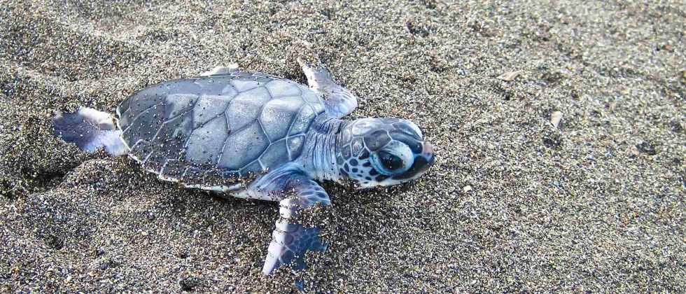 Baby Sea Turtle on the Beach