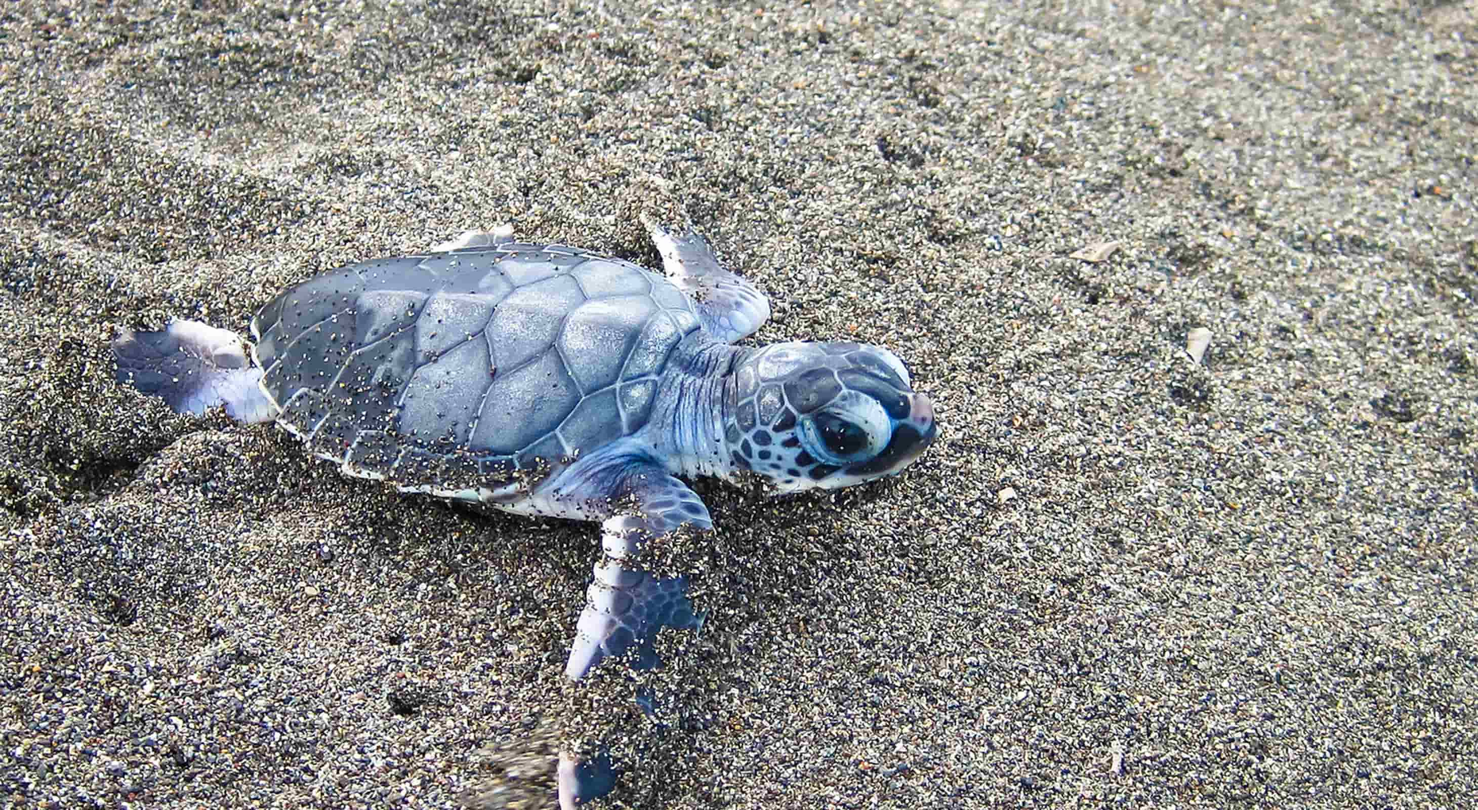 Baby Sea Turtle on the Beach