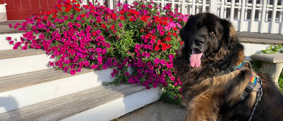 Brody the dog sitting next to blooming flowers