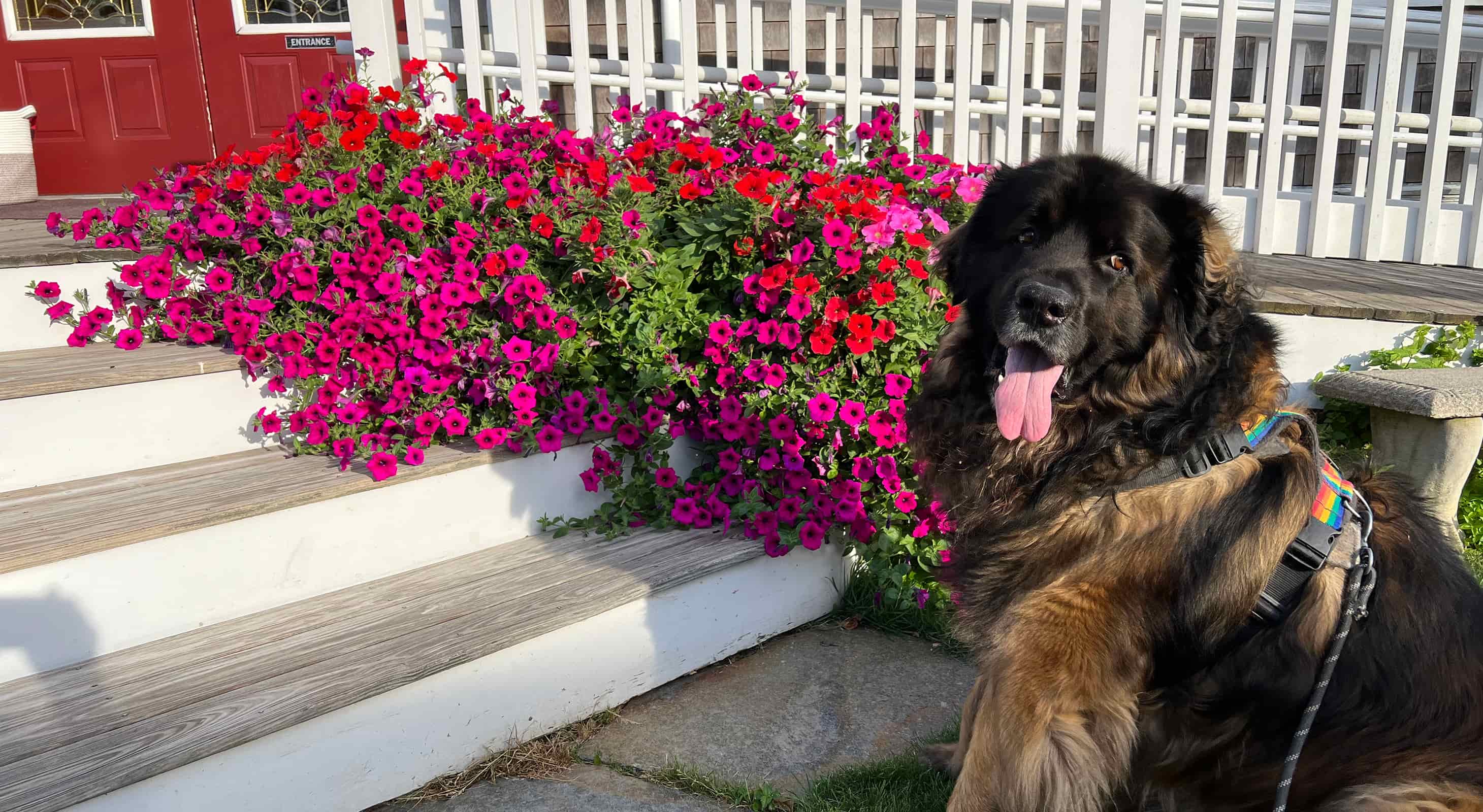 Brody the dog sitting next to blooming flowers