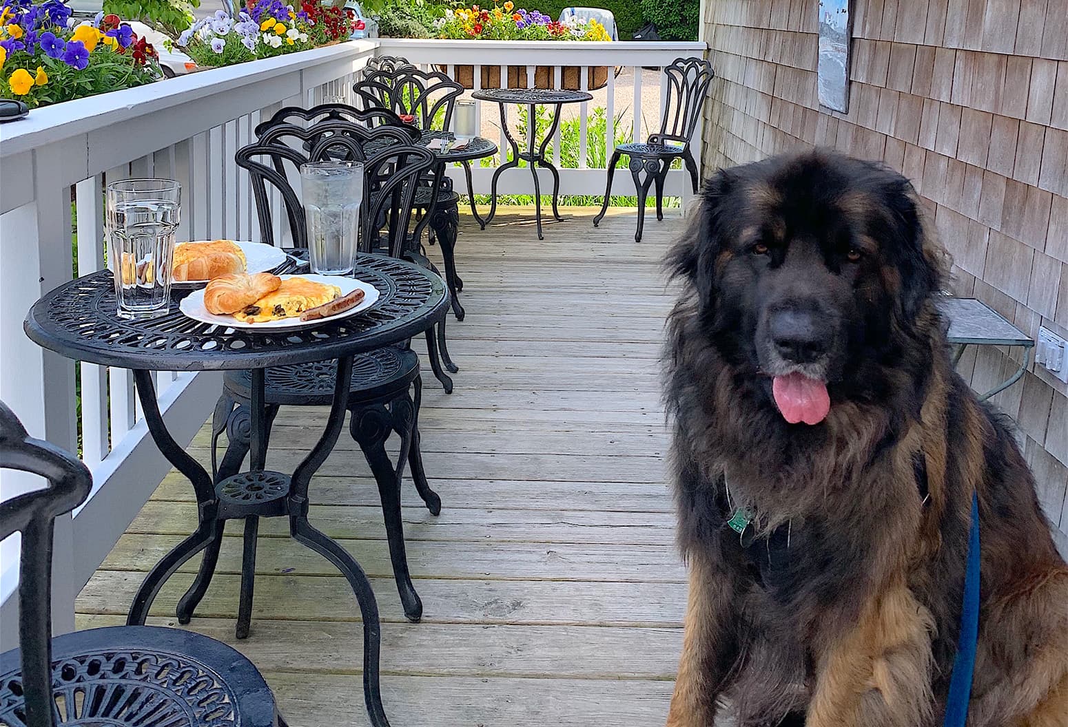 Palmer House Inn's dog Brody next to a breakfast table