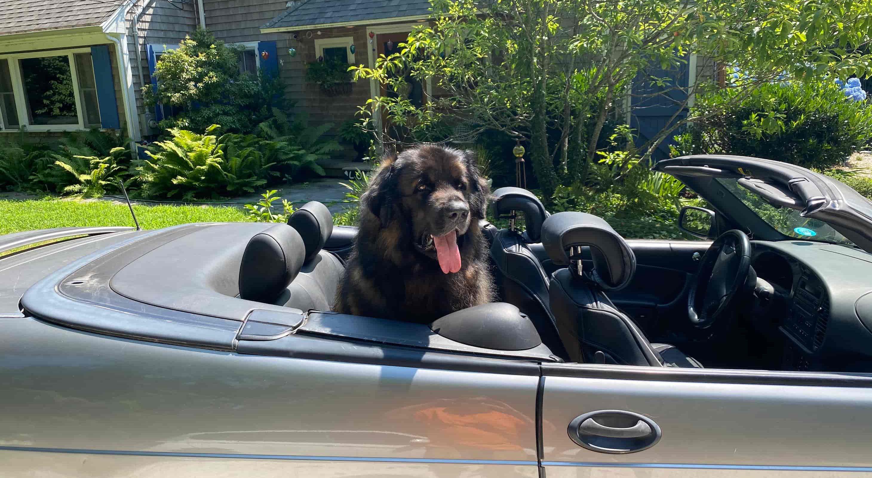 Brody the dog sitting in a car