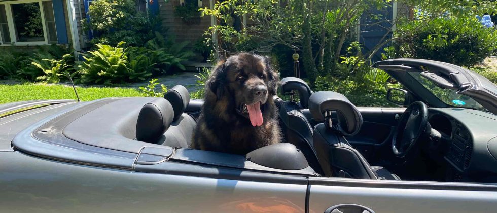 Brody the dog sitting in a car