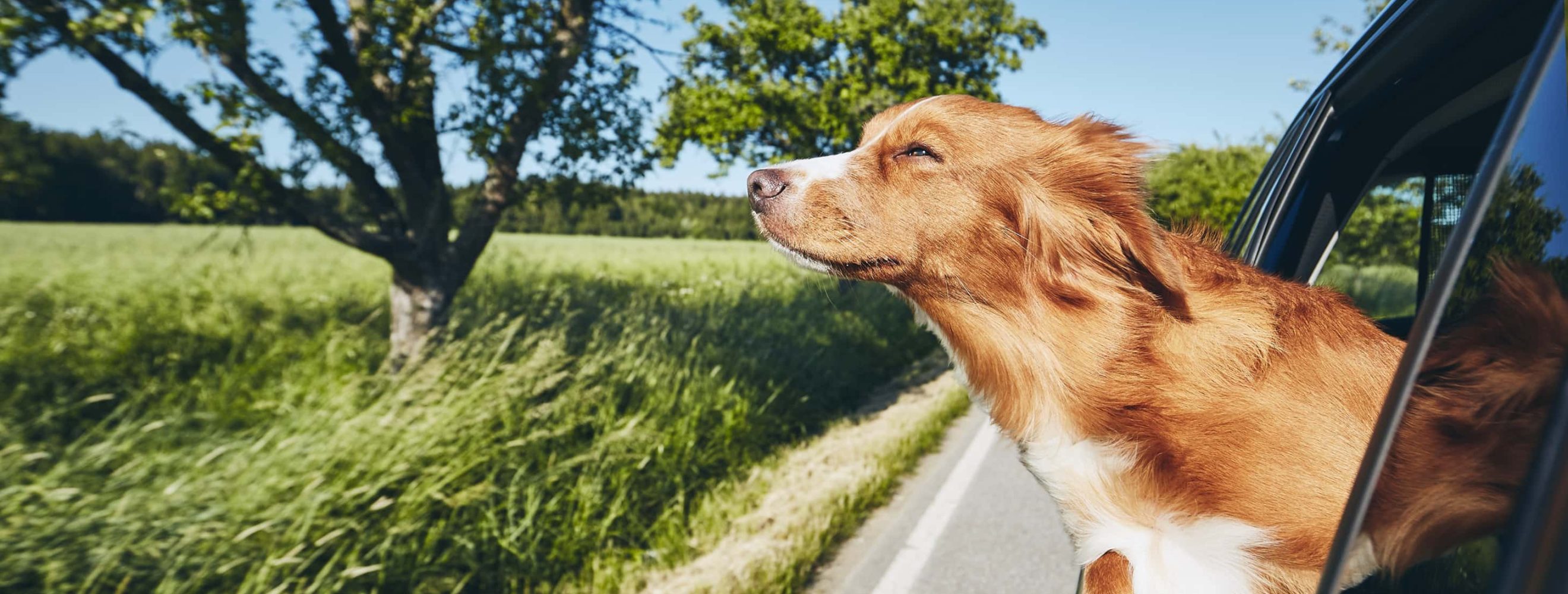 happy dog with his head out of the car window