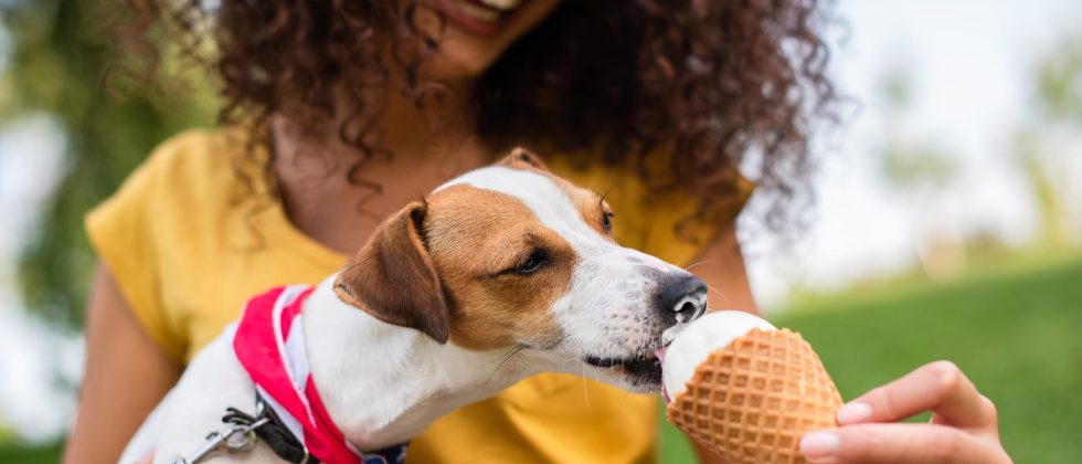 happy dog eating an ice cream cone