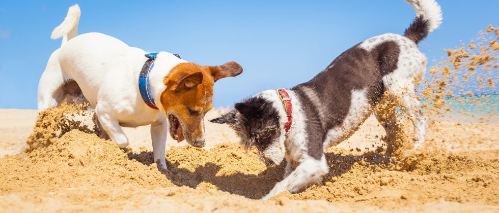 two small dogs digging in the sand at the beach