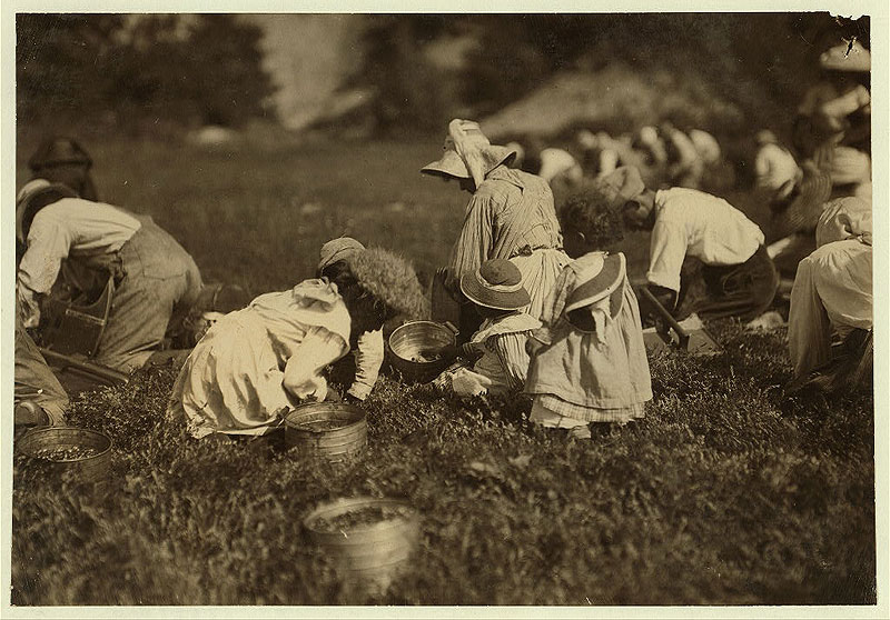 Young pickers on Swifts Bog. All working. Photo courtesy of the Library of Congress.