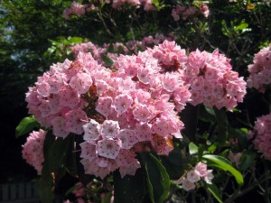 Cape Cod Mountain Laurel