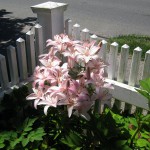 Cape Cod Lilly