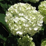 White Hydrangia in the Cape Cod Bed and Breakfast Garden.