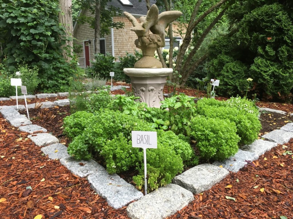 Cape Cod Herb Garden Basil