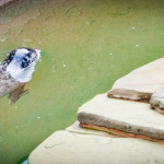 Woods Hole Aquarium Seal Pool