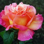 Bed and Breakfast Rose