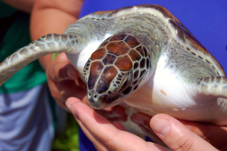 Sea Turtle