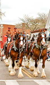 Hallamore Clydesdales