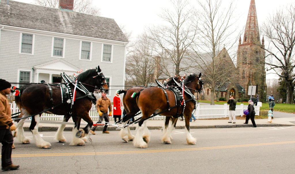 Hallamore Clydesdales