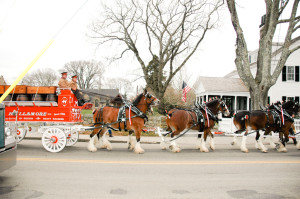 Hallamore Clydesdales
