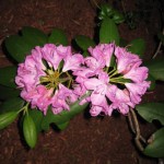 Pink Rhododendron at the Cape Cod Bed and Breakfast.