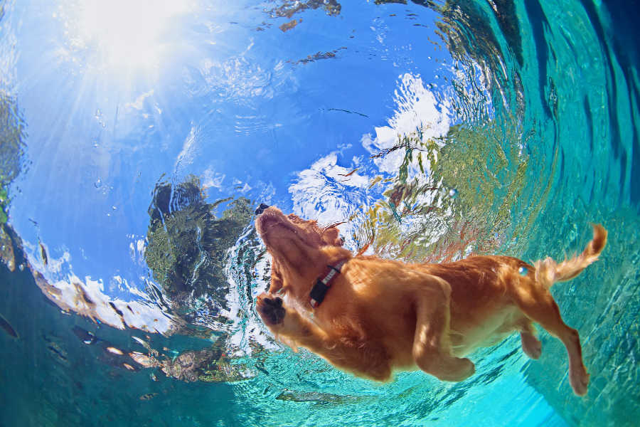 Dog paddling in water, shot from under the dog at Diving Dog competition in Cape Cod