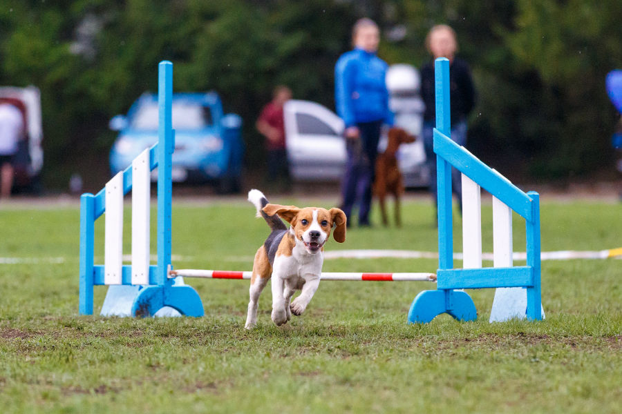 Dog competing in dog dog event in Cape Cod 