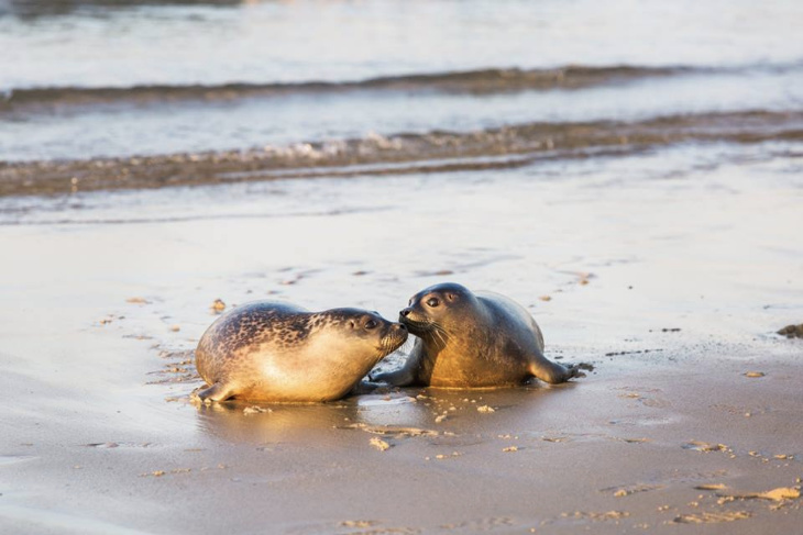 Seals