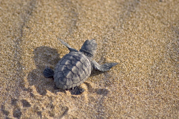 Sea Turtles in the Sand