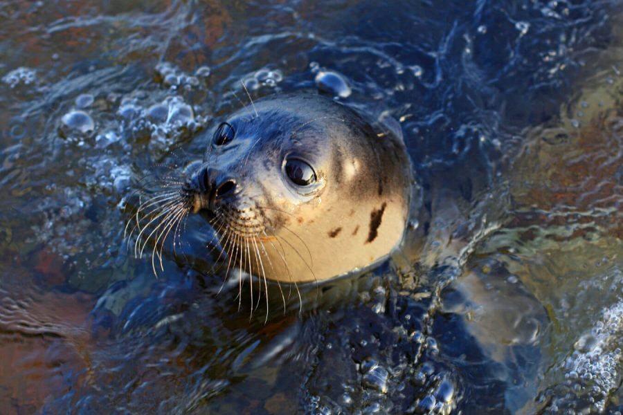 a seal in the waters around Falmouth