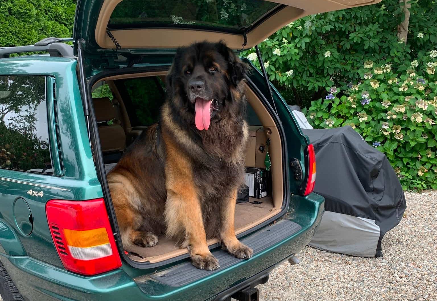 Large dog in back of car at B&B with parking on Cape Cod