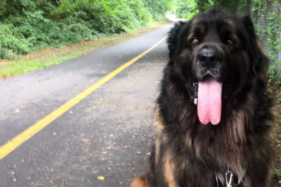 Brody going on a walk