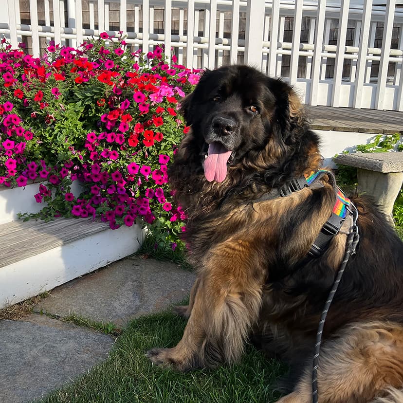 Brody the dog in front of spring flowers