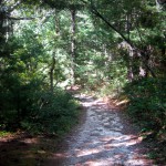 Cape Cod Activities: Beebe Woods Hiking Trail