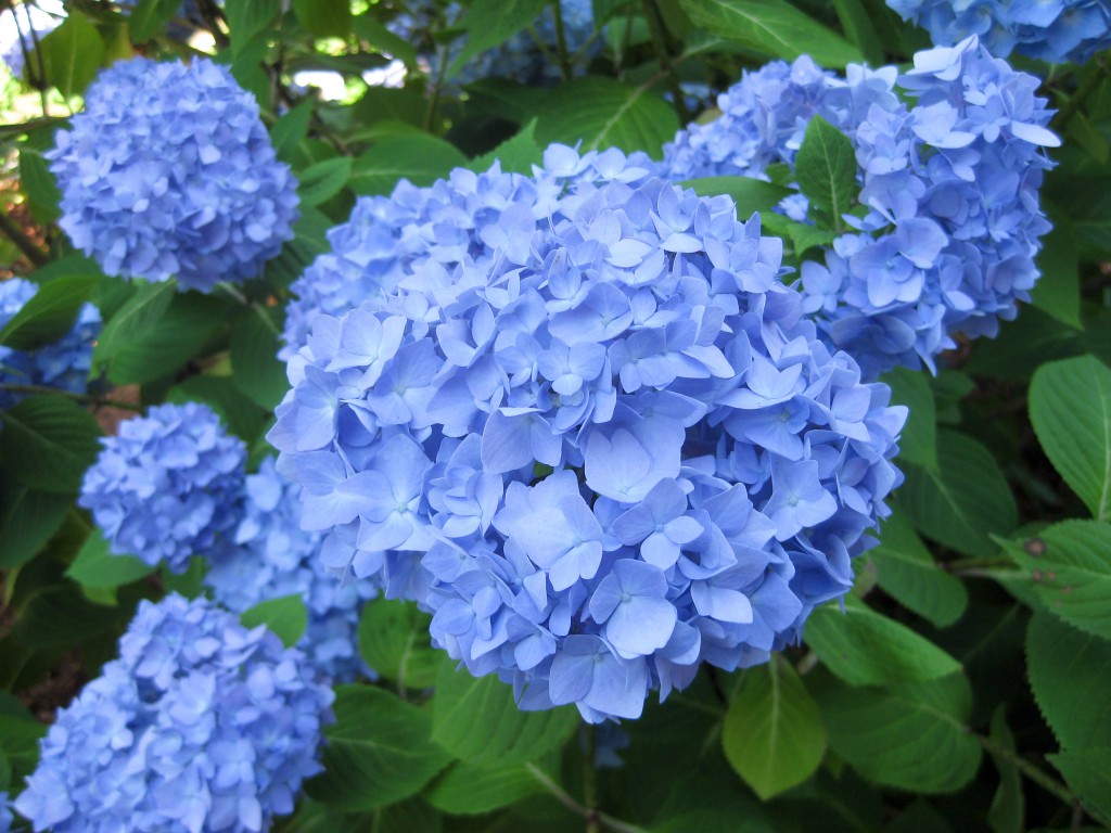 Cape Cod Hydrangea