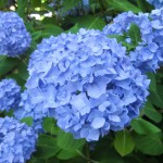 Cape Cod Hydrangea