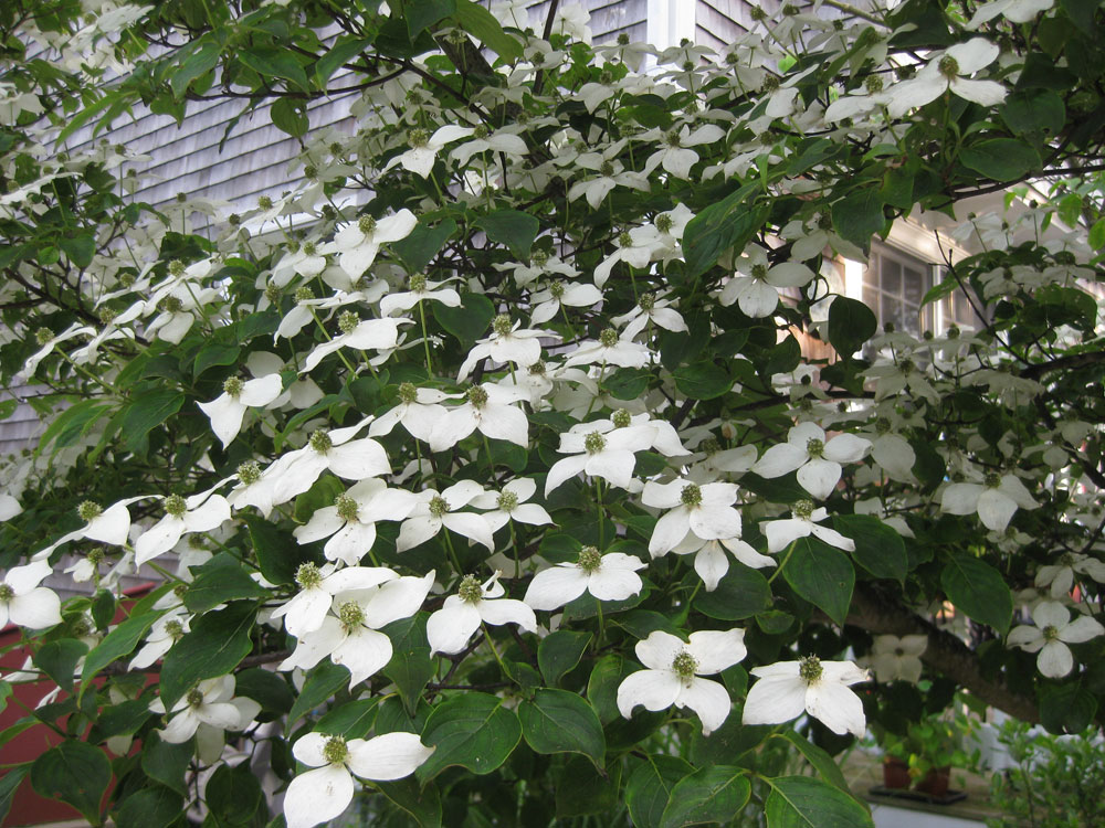 Cape Cod Bed and Breakfast Garden Kousa Dogwood Flowers.