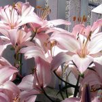 Cape Cod Lillies