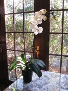 Orchids in the Dining Room