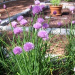 Cape Cop B&B Garden purple flowers