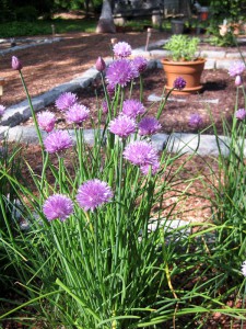 Cape Cop B&B Garden purple flowers