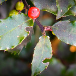 Cape Cod holiday holly detail.