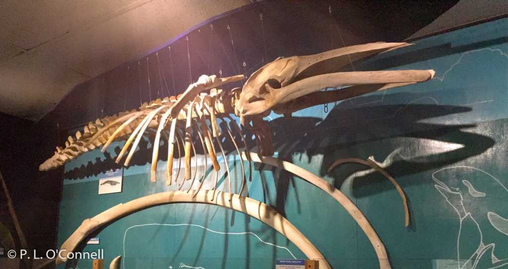Whale exhibit at the Museum of Natural History.