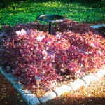 Shiso Tea Leaves in Cape Cod Garden