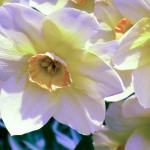 Daffodils at Sphor Gardens