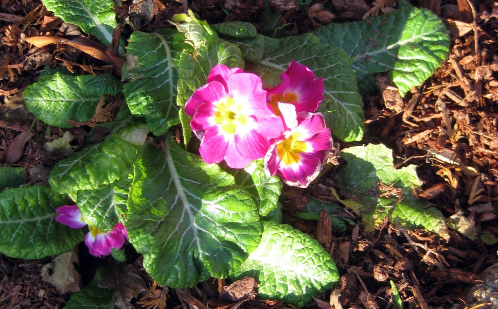 Cape Cod winter flowers