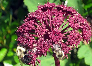 Angelica in the Garden