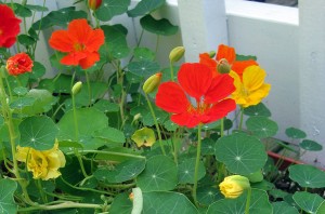 Cape Cod Nasturtiums