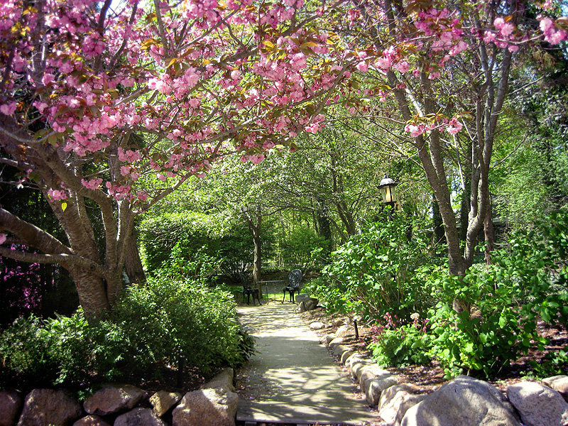 Cherry blossoms at Cape Cod Bed & Breakfast garden entrance.