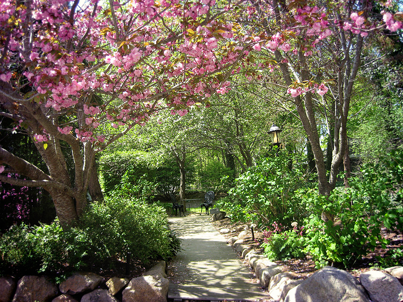 Cherry blossoms at Cape Cod Bed & Breakfast garden entrance. 