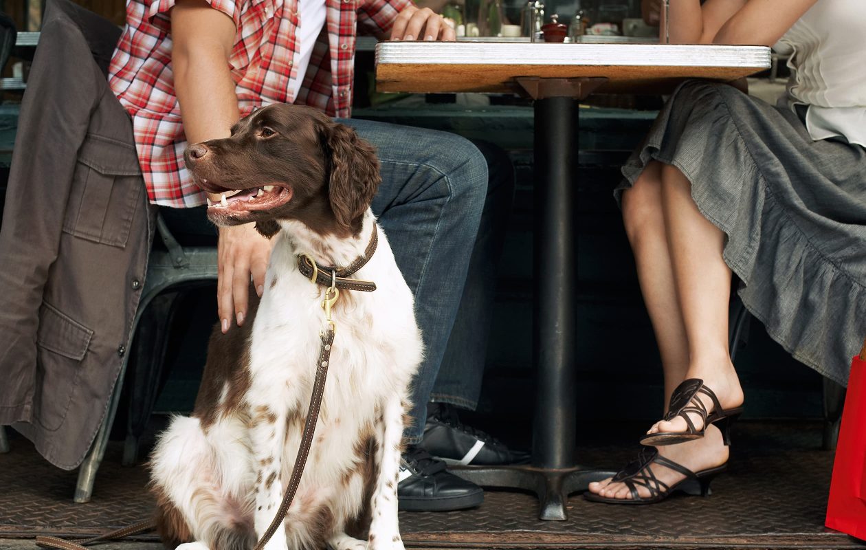 Dog at pet friendly restaurant in Falmouth, MA