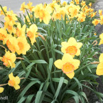 Beautiful Spring Daffodils
